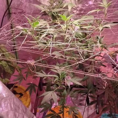 BbigplantT