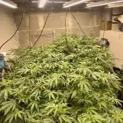 Mota khan afgan élite seed