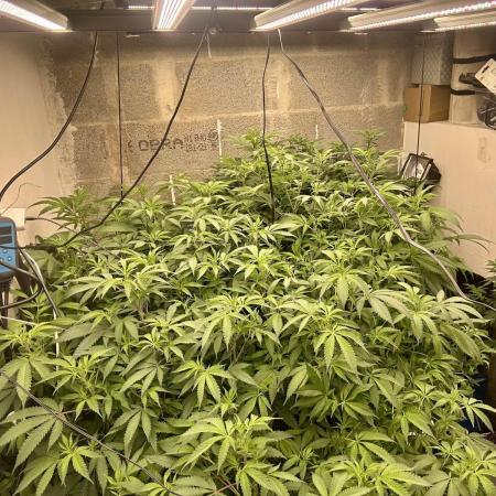 Mota khan afgan élite seed