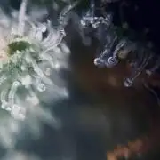 Mota khan afgan élite seed