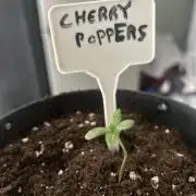 Cherry Poppers from Barney's Farm