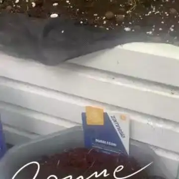 Mota khan afgan élite seed