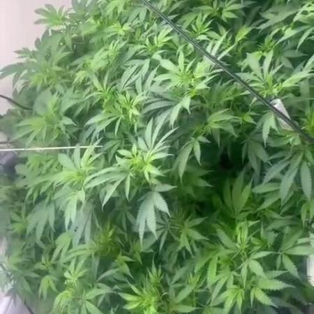 Mota khan afgan élite seed