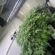 Mota khan afgan élite seed