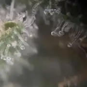 Mota khan afgan élite seed