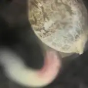 Cherry Poppers from Barney's Farm