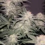 Mota khan afgan élite seed