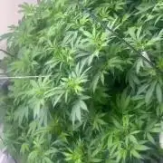 Mota khan afgan élite seed