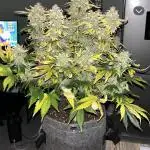 G13 LABS GIGABUD
