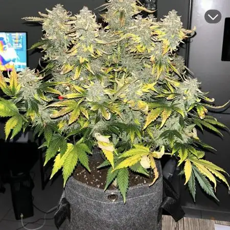 G13 LABS GIGABUD