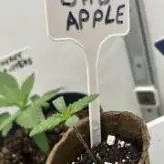 Bad Apple