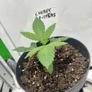 Cherry Poppers from Barney's Farm