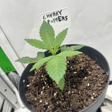 Cherry Poppers from Barney's Farm