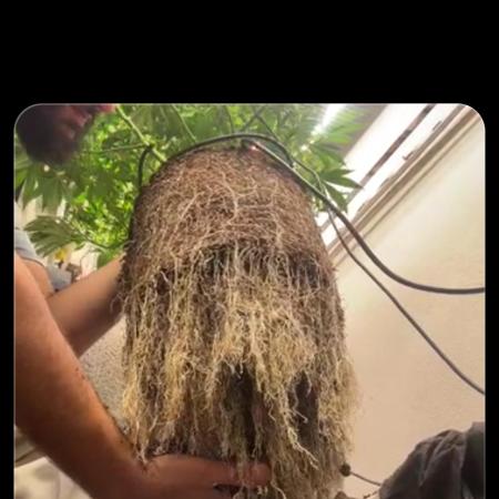 Mota khan afgan élite seed