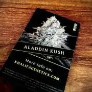 Aladdin Kush