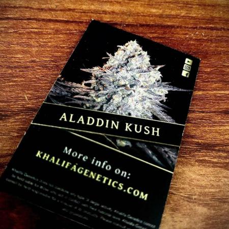 Aladdin Kush