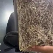 Mota khan afgan Γ©lite seed