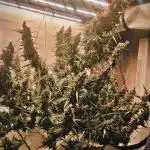 Gorilla Cookies