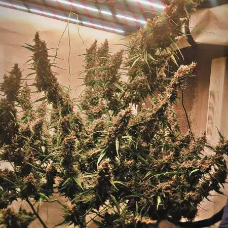 Gorilla Cookies