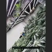 Mota khan afgan élite seed