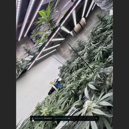 Mota khan afgan élite seed