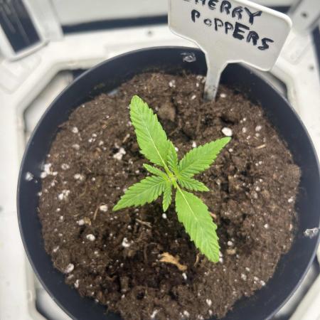 Cherry Poppers from Barney's Farm