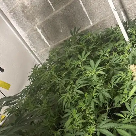 Mota khan afgan élite seed