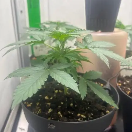 Mota khan afgan élite seed