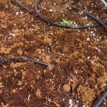 Mota khan afgan élite seed