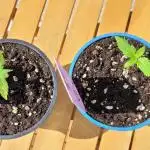 First Balcony Grow (3 Chicks)