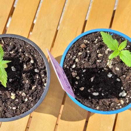 First Balcony Grow (3 Chicks)
