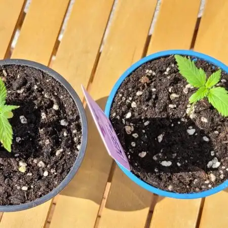 First Balcony Grow (3 Chicks)