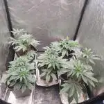 LSD & LA Confidential