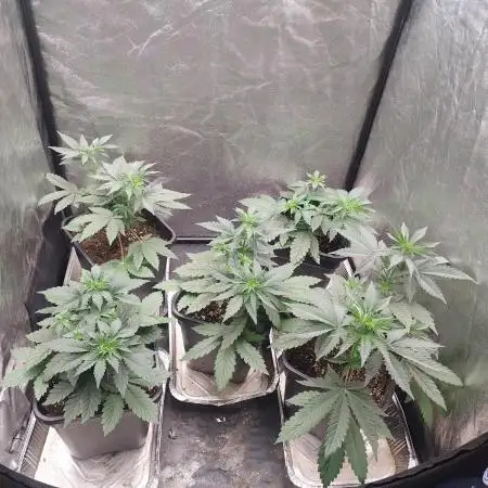 LSD & LA Confidential