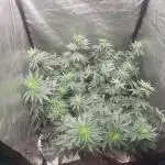 LSD & LA Confidential
