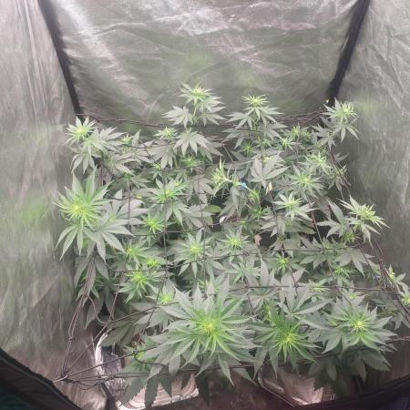 LSD & LA Confidential