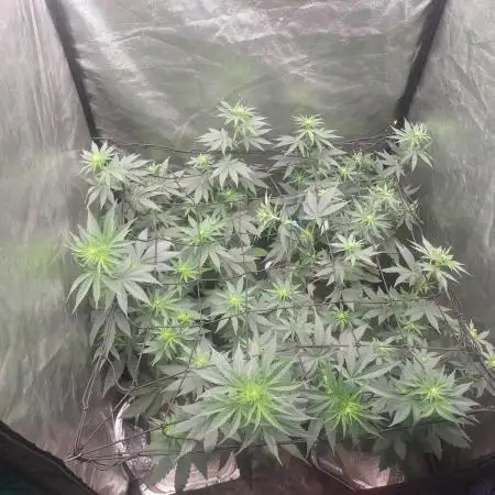 LSD & LA Confidential
