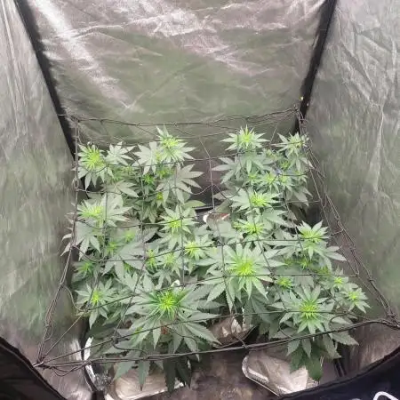 LSD & LA Confidential
