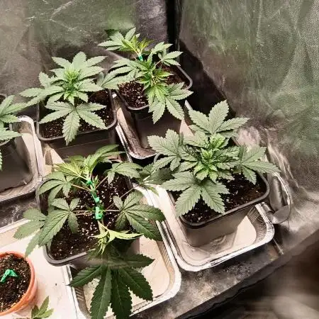 LSD & LA Confidential