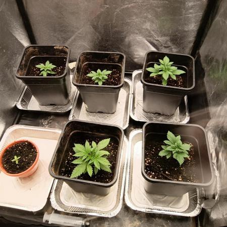 LSD & LA Confidential