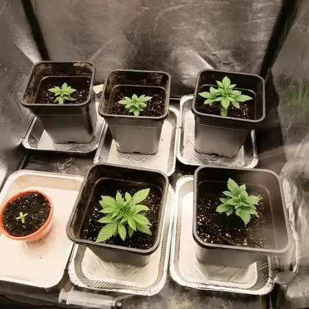 LSD & LA Confidential