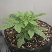 Royal Critical