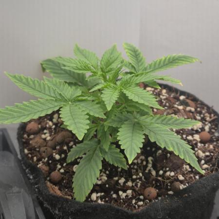 Royal Critical