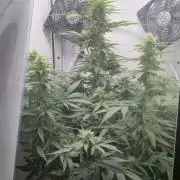 Royal Critical