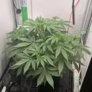 Royal Critical