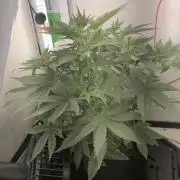 Royal Critical