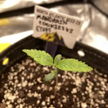 Bedroom Buds vol. 1 - M. Cookies V2