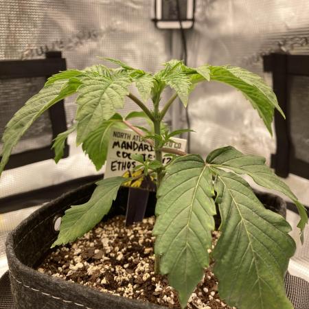 Bedroom Buds vol. 1 - M. Cookies V2