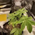 Bedroom Buds vol. 1 - M. Cookies V2