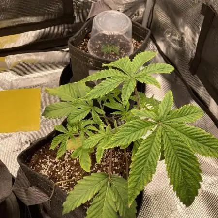 Bedroom Buds vol. 1 - M. Cookies V2
